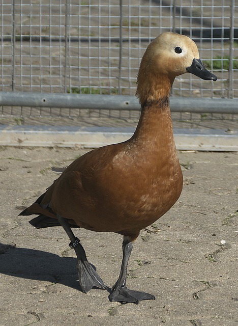 广度